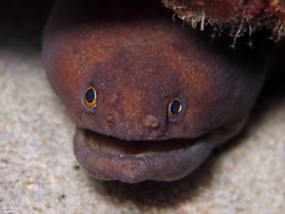 Muppet Moray?