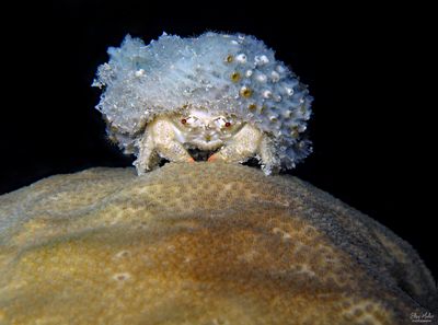 Sponge Crab