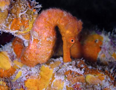 Orange Seahorse