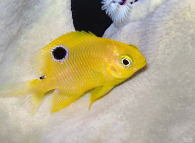 Threespot Damselfish