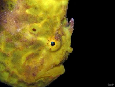 Longlure Frogfish