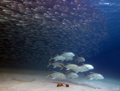 Crevalle Jacks & Baitball