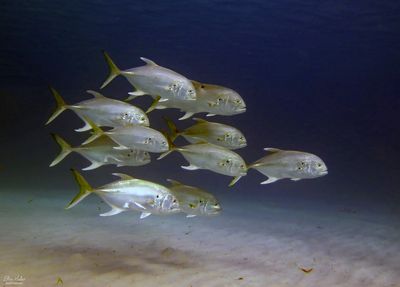 Crevalle Jacks