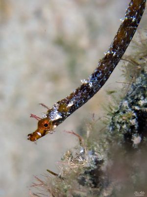 Banded Pipefish