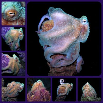 Octopus Collage