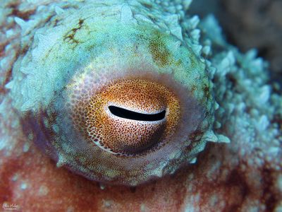 Octopus Eye