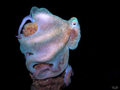 Caribbean Reef Octopus 