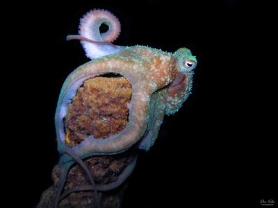 Caribbean Reef Octopus