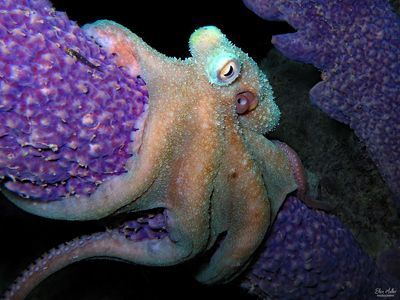 Caribbean Reef Octopus