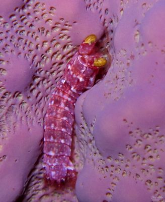 Ciliated False Squilla