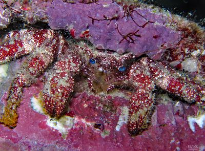 White Speckled Hermit