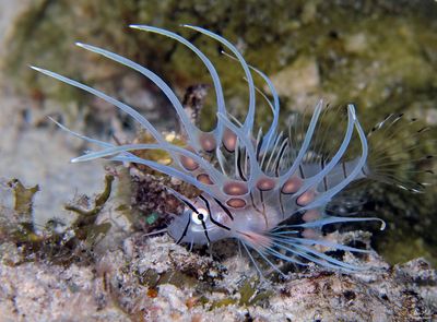 Juvenile Lionfish