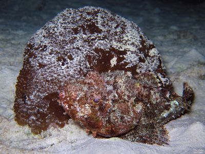 Brown Scorpionfish