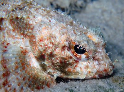 Mushroom Scorpionfish