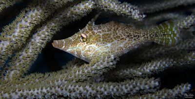 Slender Filefish