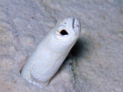 White Garden Eel