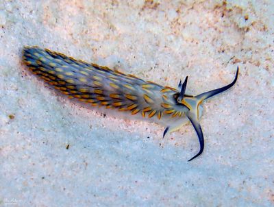 Cerberilla potiguara