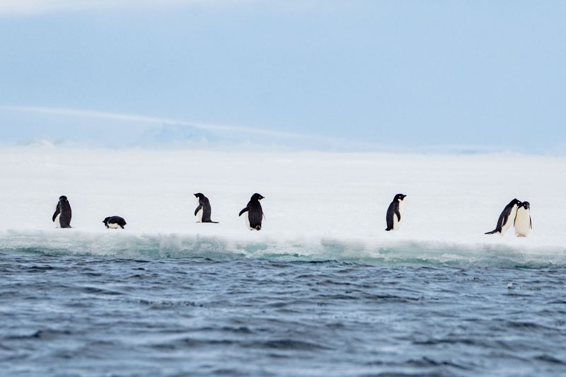Adelie Penguins on Sea Ice