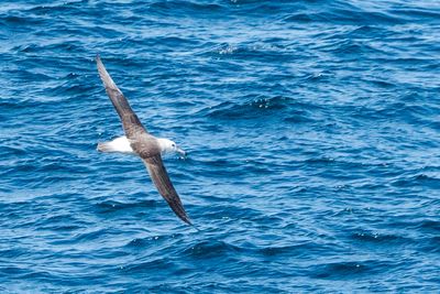 Albatross