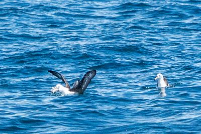 Albatross