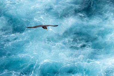 Southern Giant Petrel