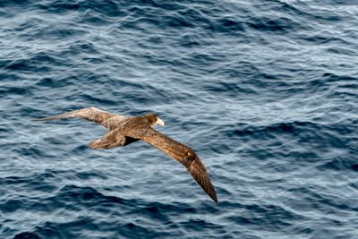 Southern Giant Petrel