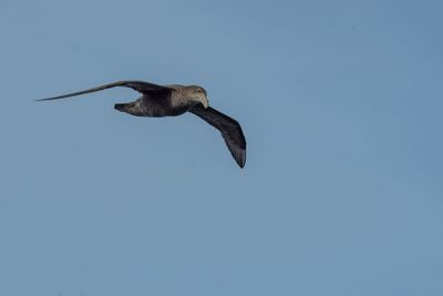 Southern Giant Petrel