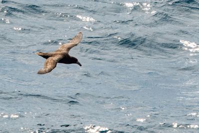 Southern Giant Petrel