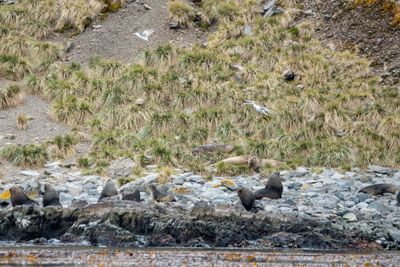 Fur Seals