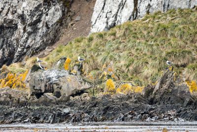 Fur Seals