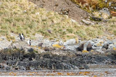Fur Seals and South Georgia Shag