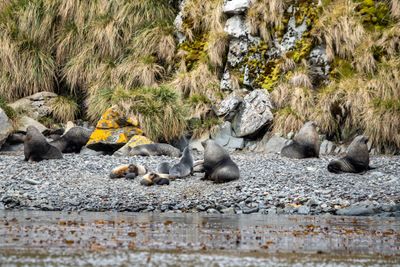 Fur Seals