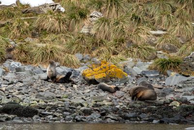 Fur Seals