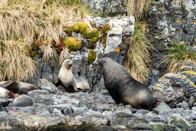 Fur Seals