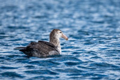 Northern Giant Petrel