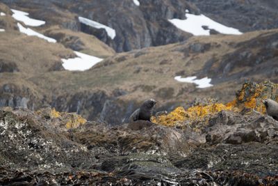 Fur Seals