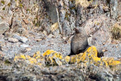 Fur Seals