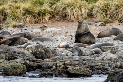 Fur Seals