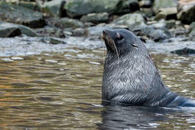 Fur Seals