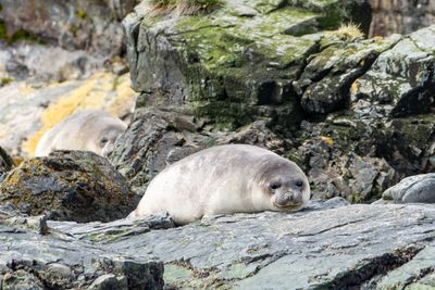 Female Elephant Seal