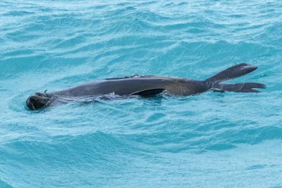Swimming Along