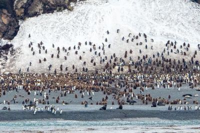 Penguins and Chicks on the Beach