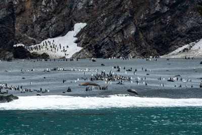 Penguins and Seals