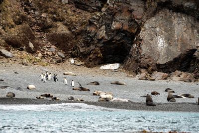 Seals and King Penguins