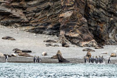 Seals and King Penguins
