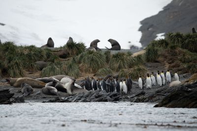 Seals and Penguins