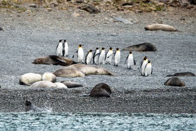Penguins and Seals