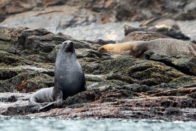 Fur Seal
