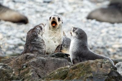 Day 10 (2024.11.26) - South Georgia Island