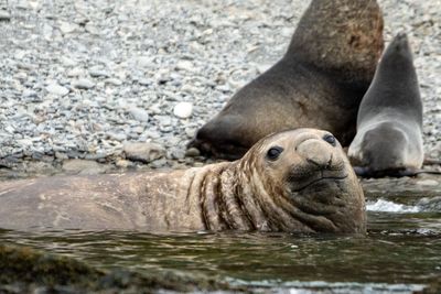 Male Elephant Seal